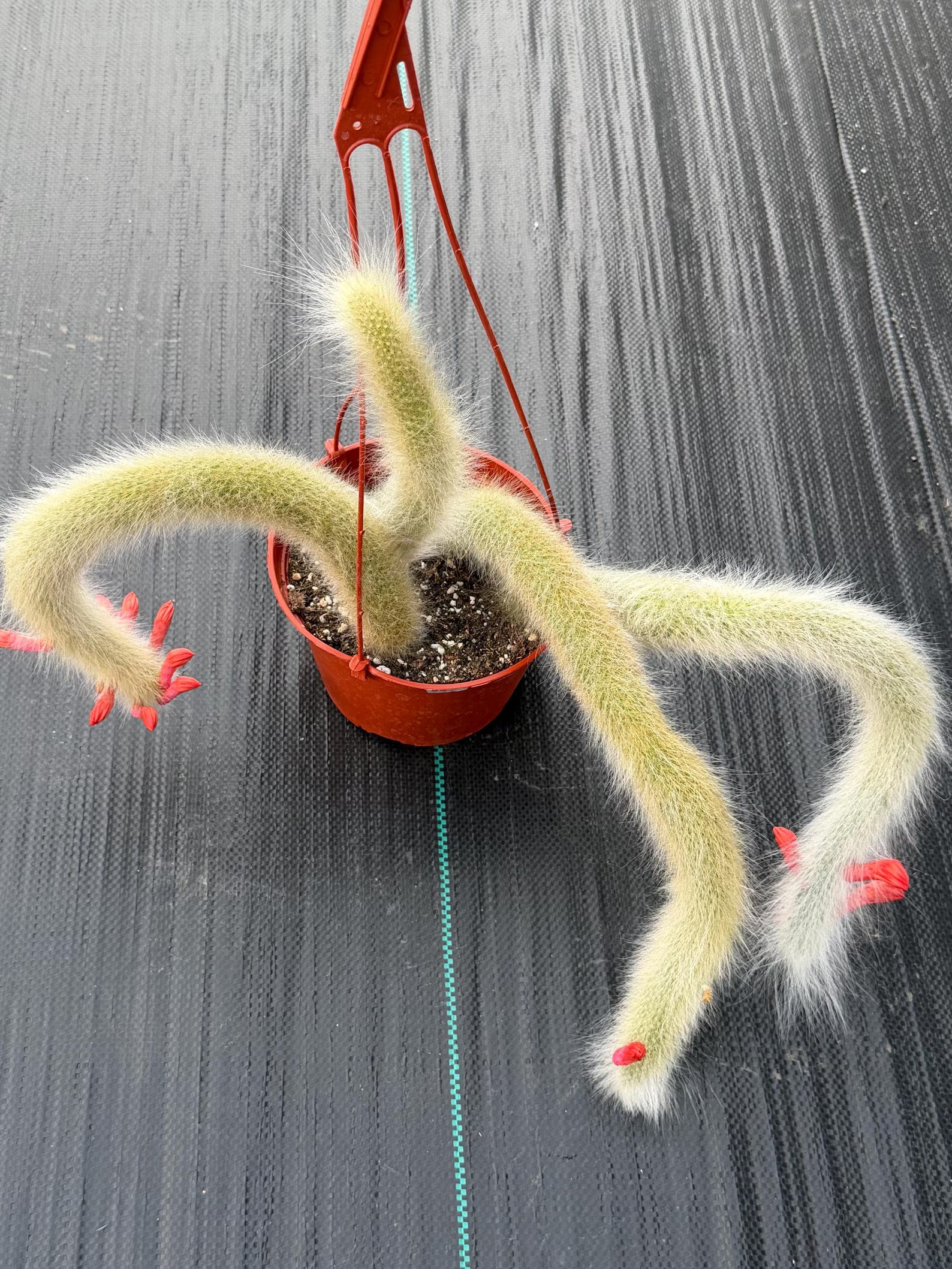 Hairy Monkey Tail Cactus Rare Live Trailing Succulent – Exact White Hair Clone Plant #311