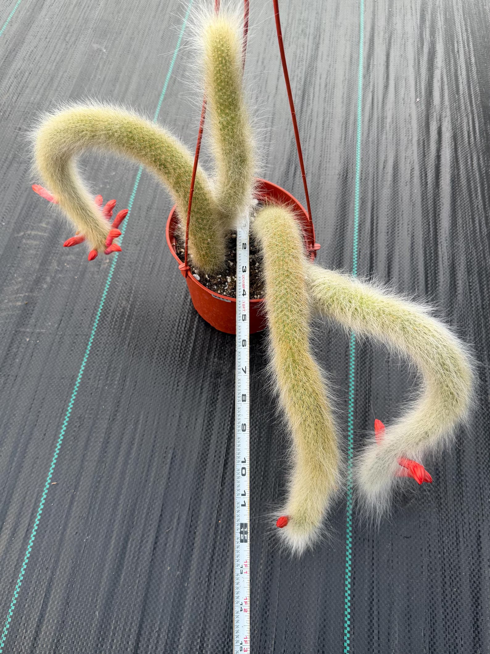 Hairy Monkey Tail Cactus Rare Live Trailing Succulent – Exact White Hair Clone Plant #311