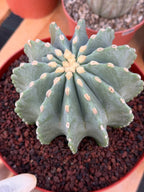 Ferocactus Glaucescens Inermis Cluster Rare Live Cactus – Exact Collector Specimen #340