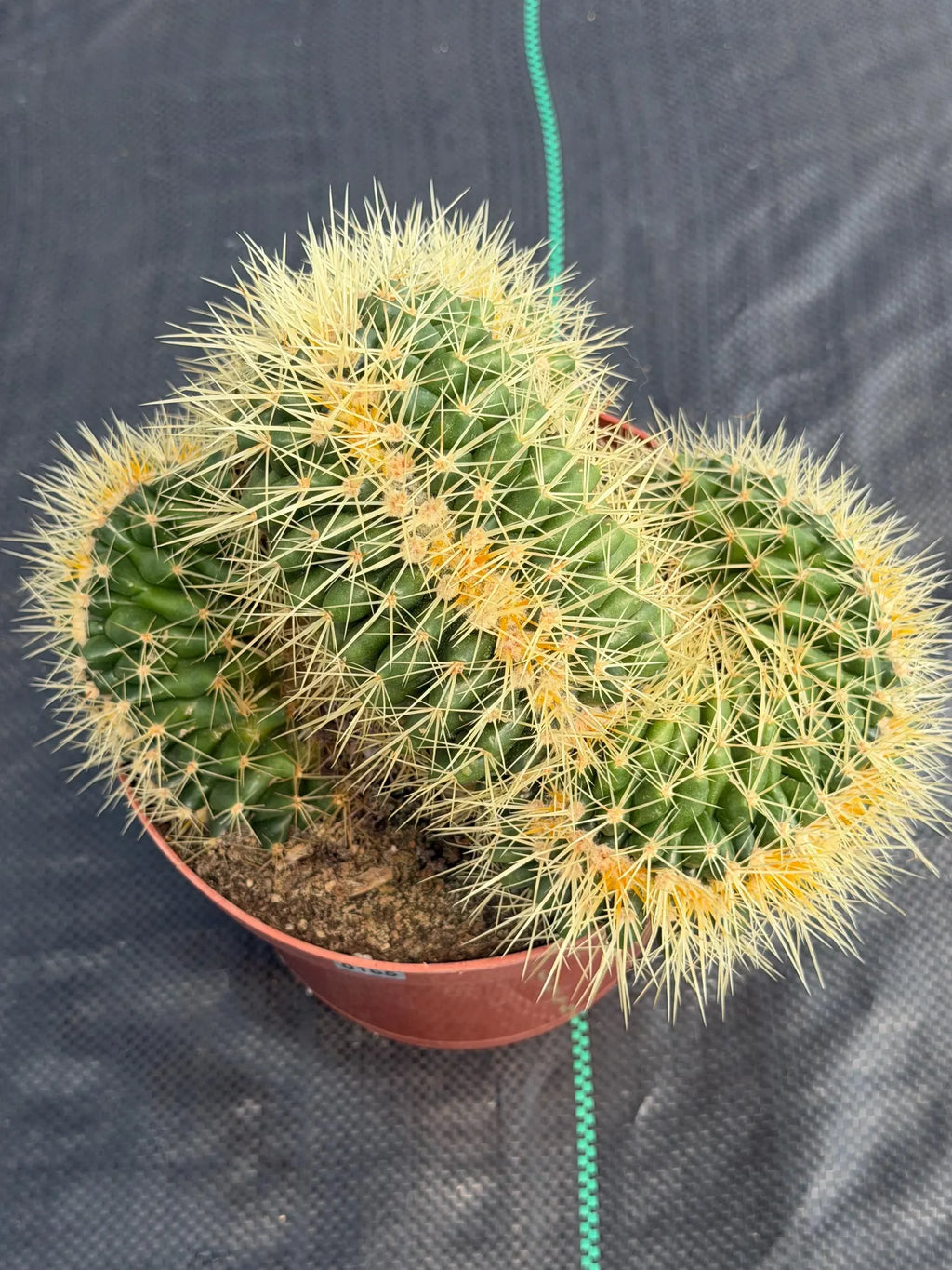 Crested Golden Barrel Cactus – Rare Large Specimen | Collector's Live Plant #165