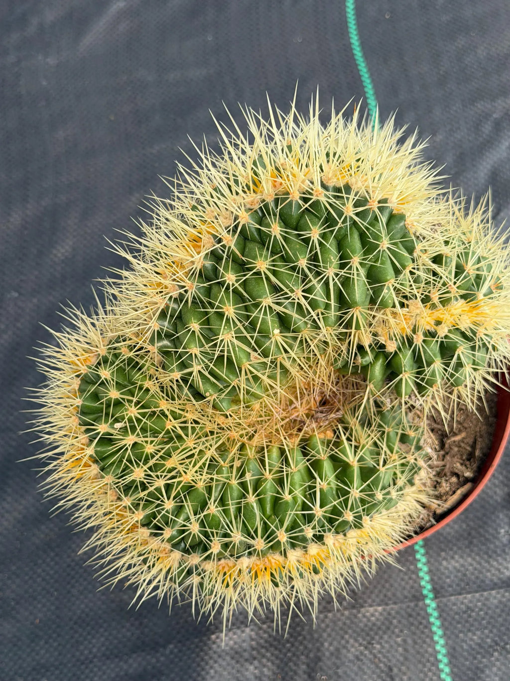 Crested Golden Barrel Cactus – Rare Large Specimen | Collector's Live Plant #165