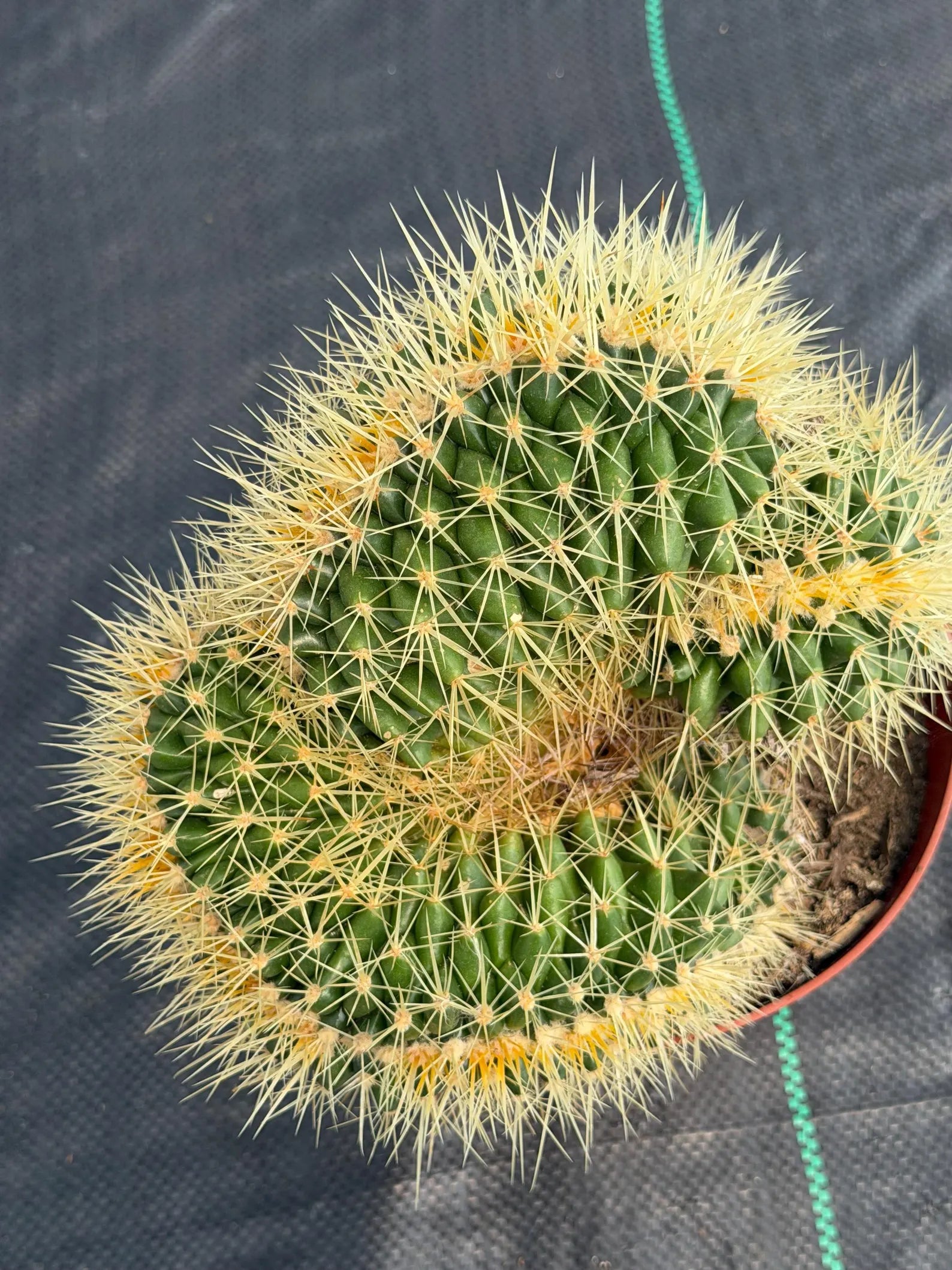 Crested Golden Barrel Cactus – Rare Large Specimen | Collector's Live Plant #165