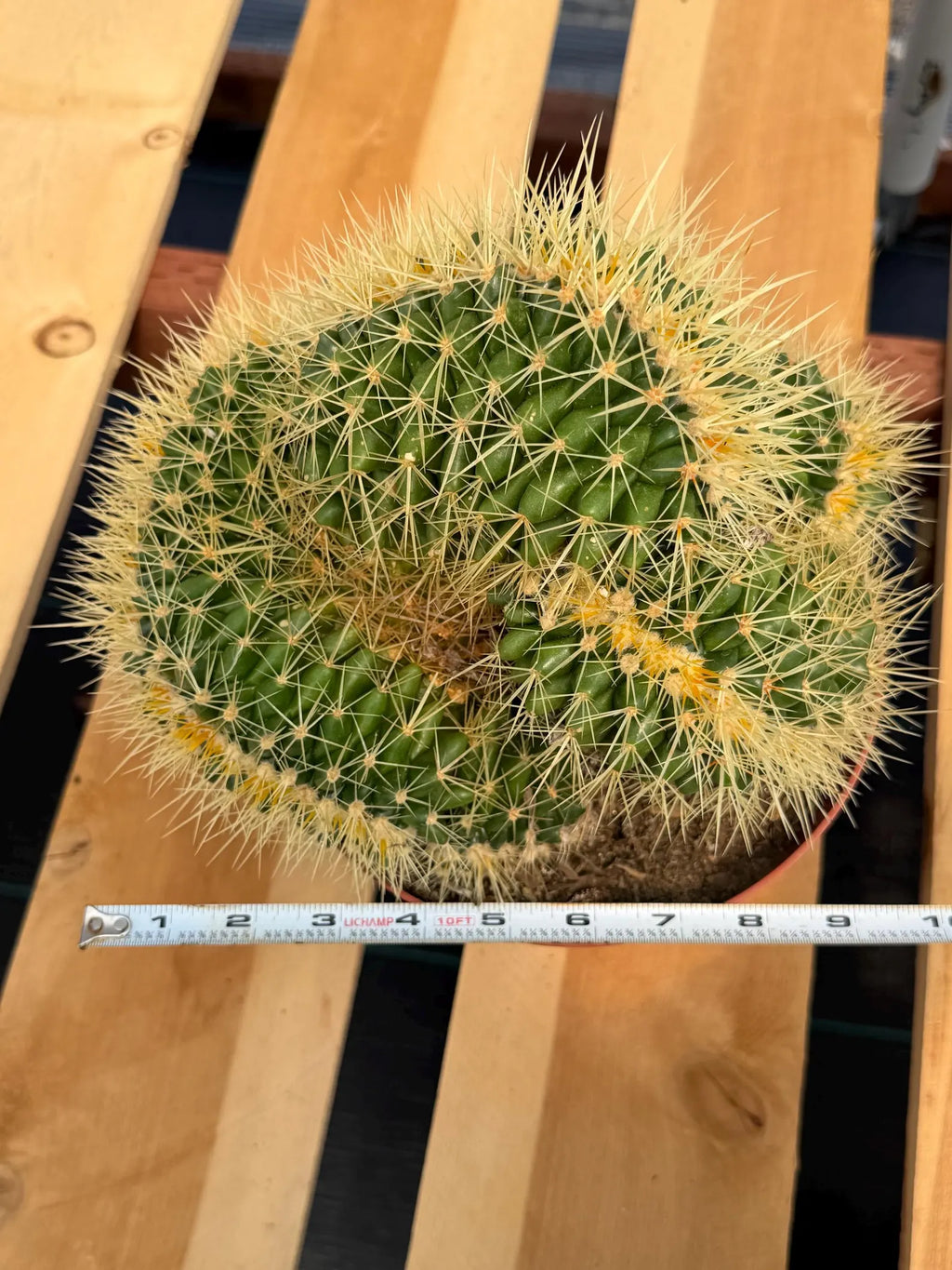 Crested Golden Barrel Cactus – Rare Large Specimen | Collector's Live Plant #165