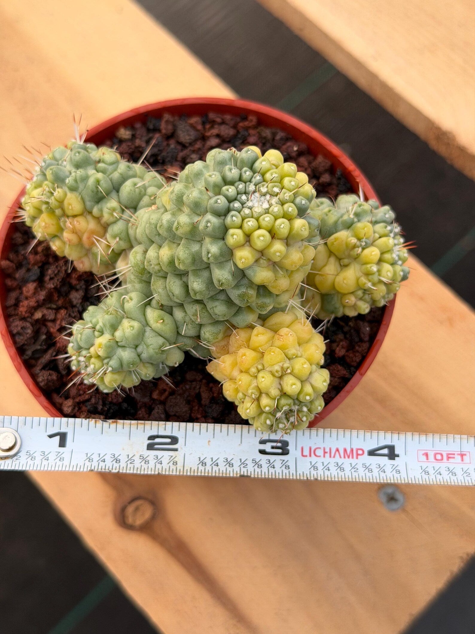 A small green and yellow cactus in a red plastic pot filled with dark soil, shown on a wooden surface with a measuring tape at the bottom to indicate size.