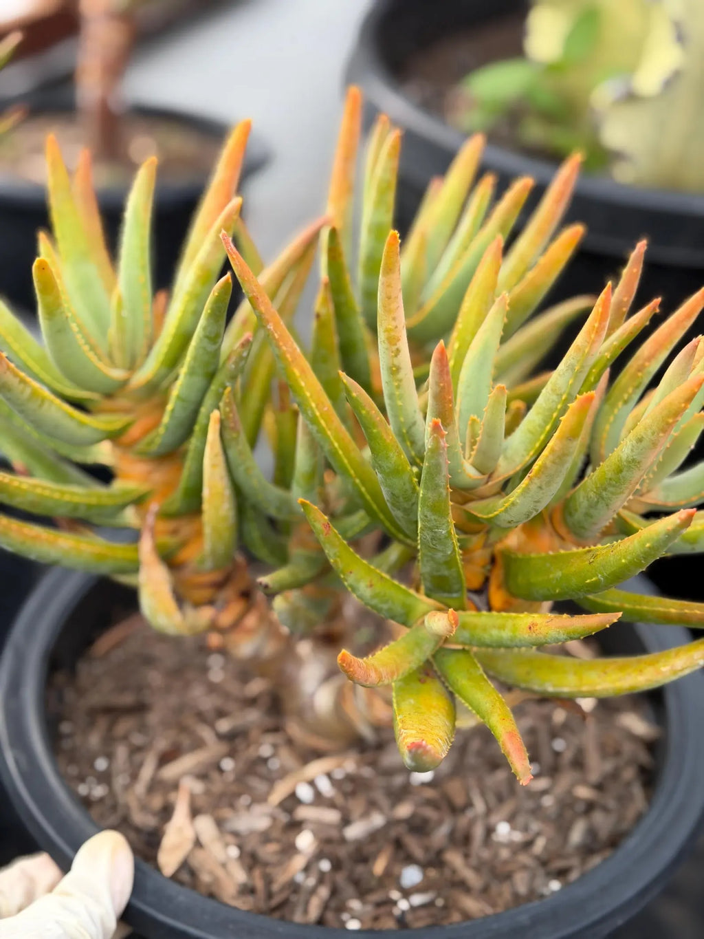 Aloe Ramosissima Tree Form #187