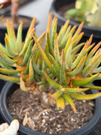 Aloe Ramosissima Tree Form #187