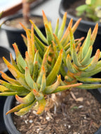 Aloe Ramosissima Tree Form #187
