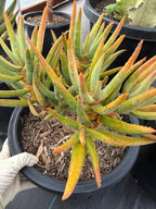 Aloe Ramosissima Tree Form #187