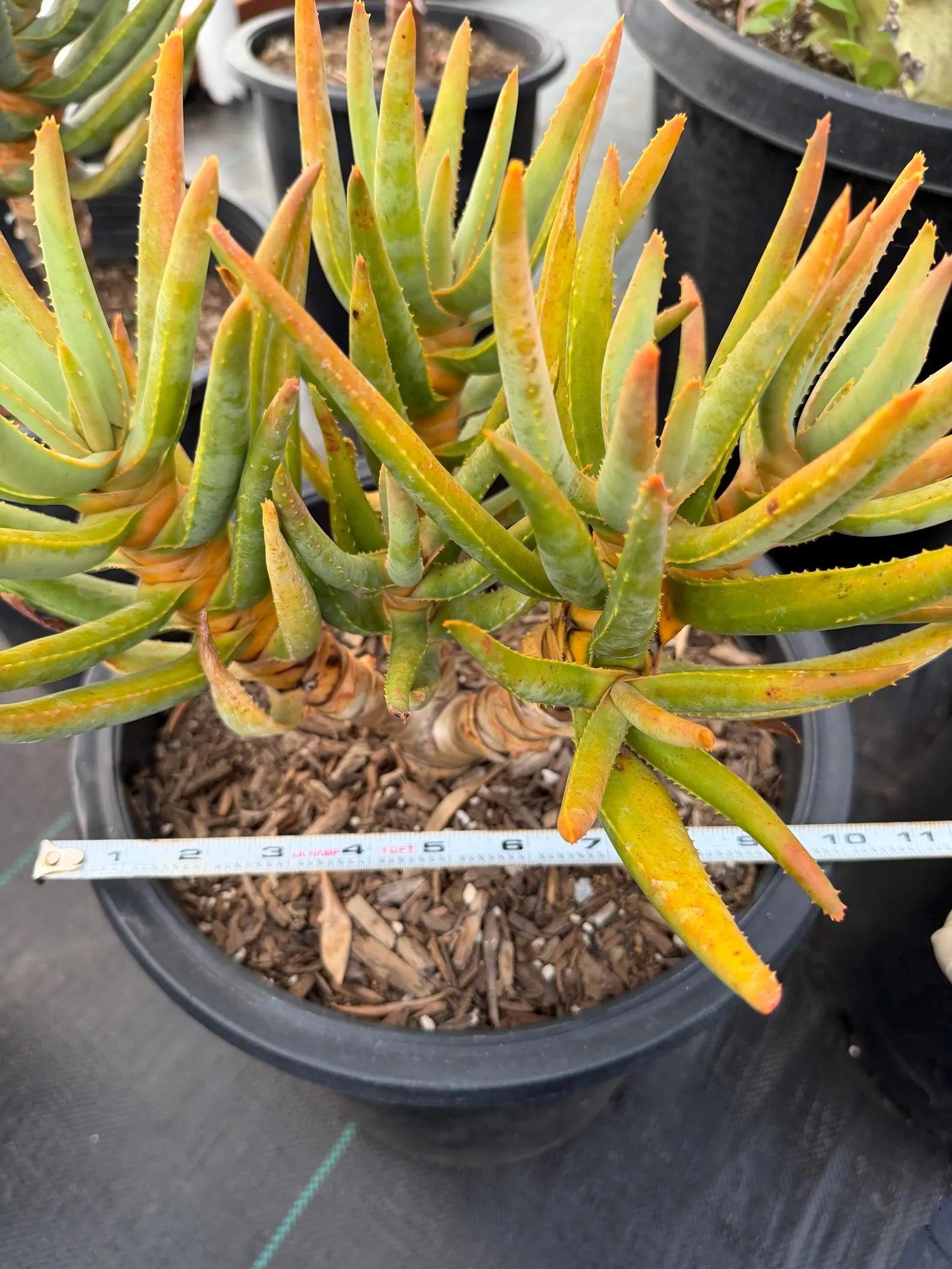 Aloe Ramosissima Tree Form #187