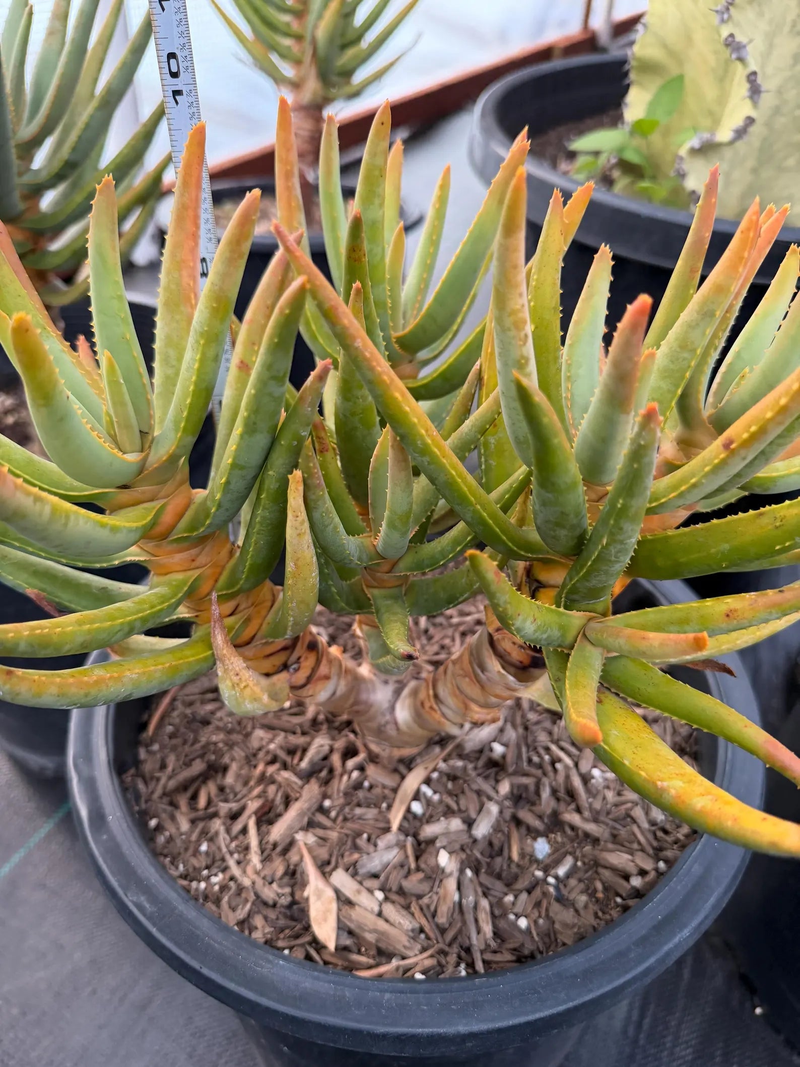 Aloe Ramosissima Tree Form #187