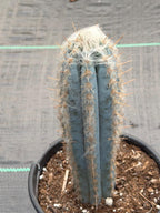 Blue Pilosocereus Pachycladus – Rare Live Cactus | 9" Tall Columnar Specimen
