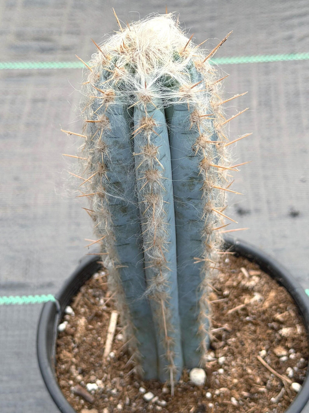 Blue Pilosocereus Pachycladus – Rare Live Cactus | 9" Tall Columnar Specimen