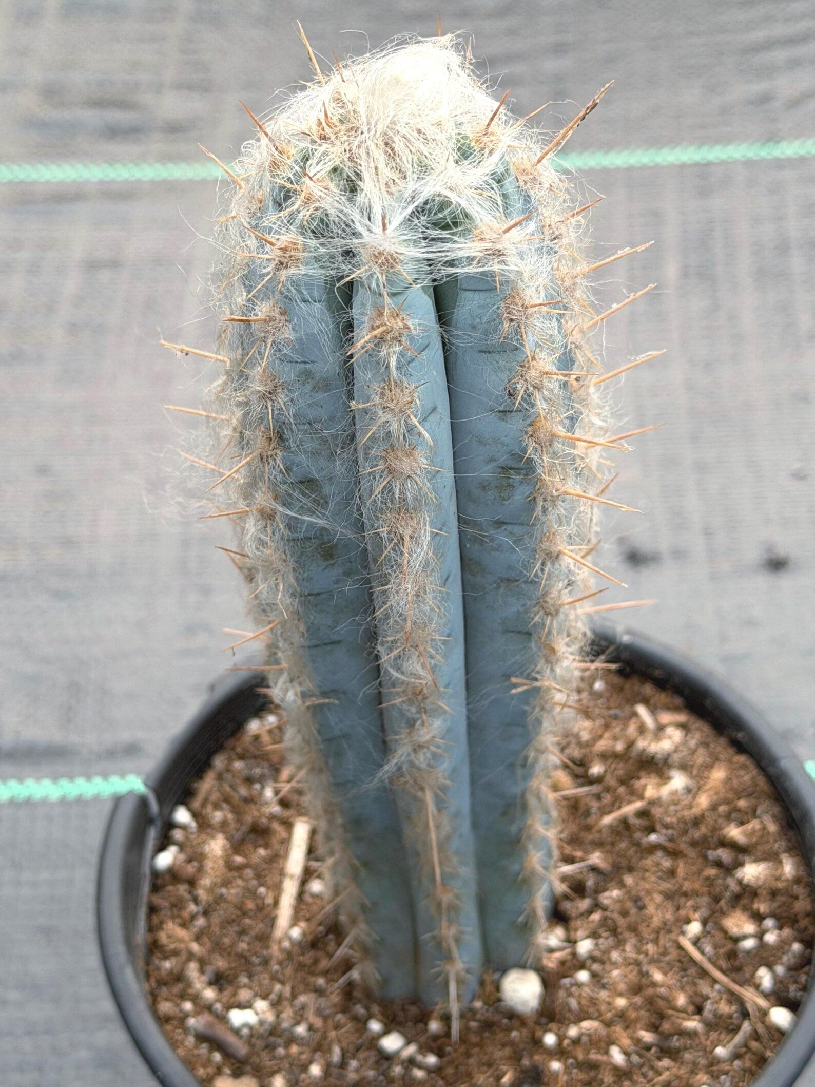 Blue Pilosocereus Pachycladus – Rare Live Cactus | 9" Tall Columnar Specimen
