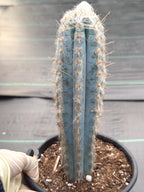 Blue Pilosocereus Pachycladus – Rare Live Cactus | 9" Tall Columnar Specimen