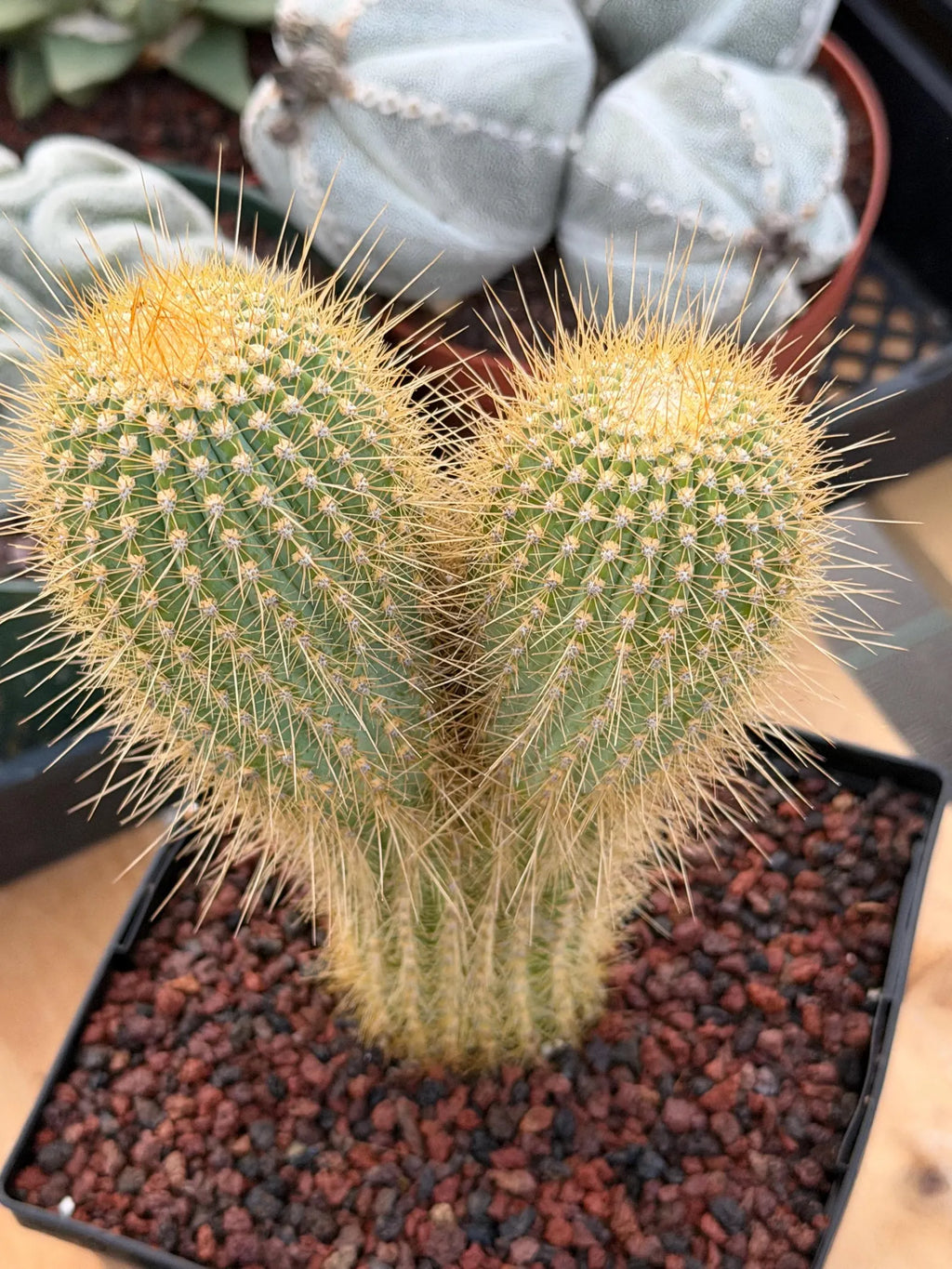 Rare Micranthocereus Cactus – Live Columnar Specimen | Collector's Plant
