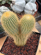 Rare Micranthocereus Cactus – Live Columnar Specimen | Collector's Plant