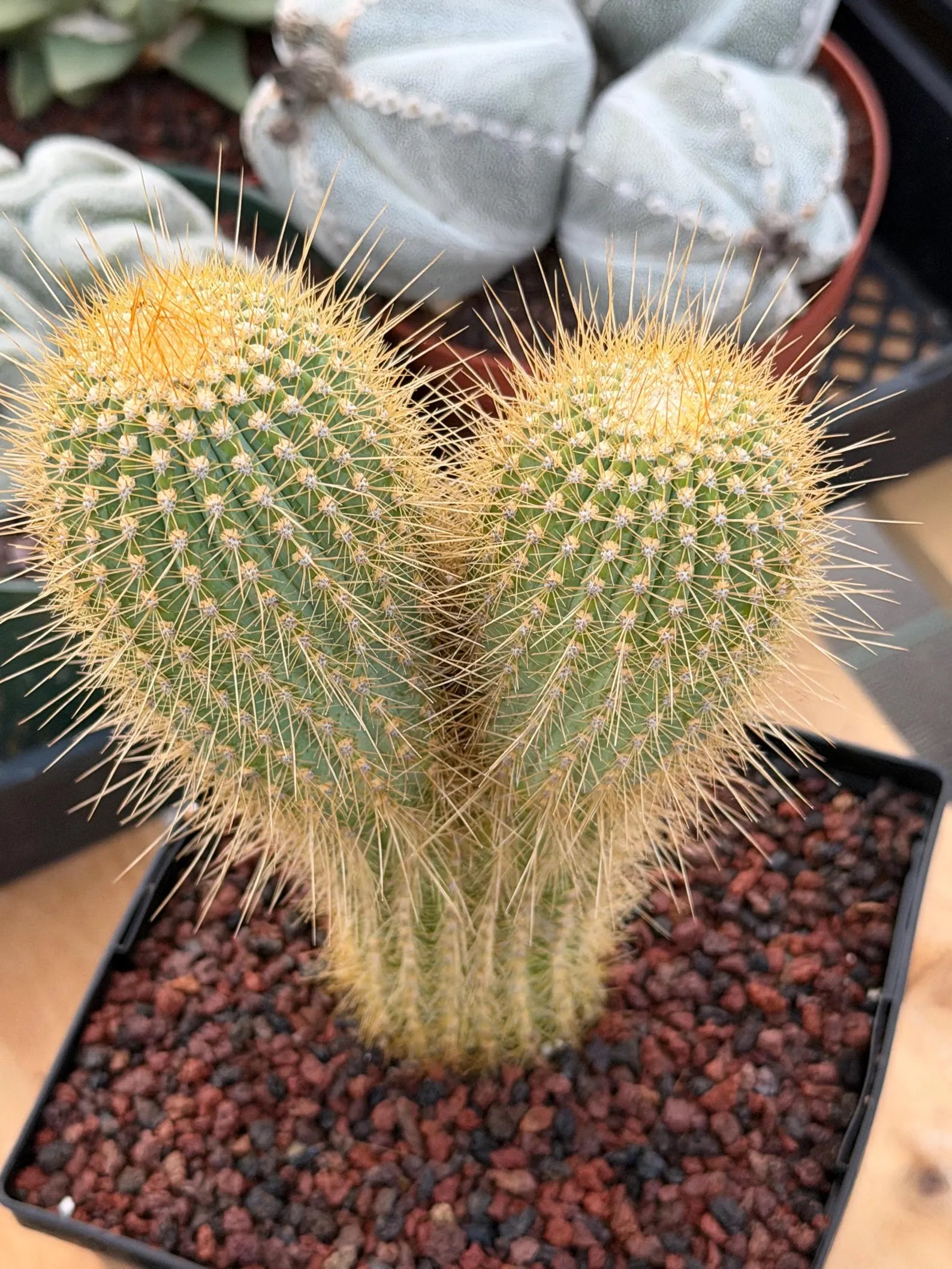 Rare Micranthocereus Cactus – Live Columnar Specimen | Collector's Plant