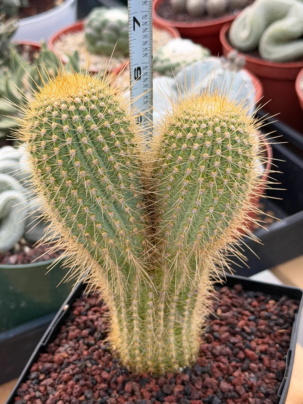 Rare Micranthocereus Cactus – Live Columnar Specimen | Collector's Plant