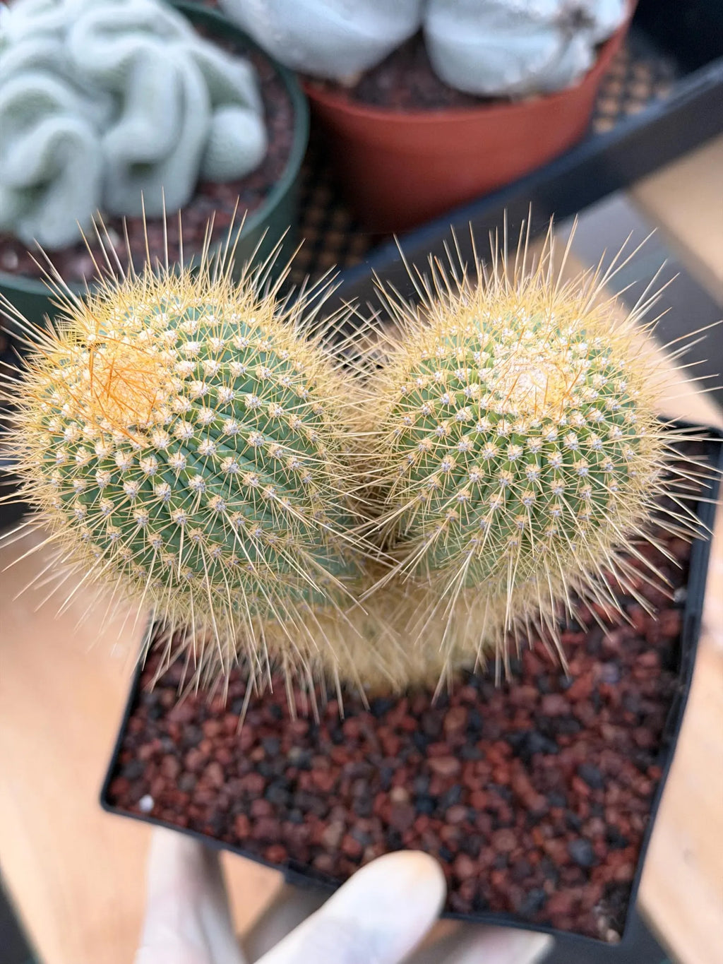 Rare Micranthocereus Cactus – Live Columnar Specimen | Collector's Plant