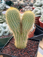 Rare Micranthocereus Cactus – Live Columnar Specimen | Collector's Plant