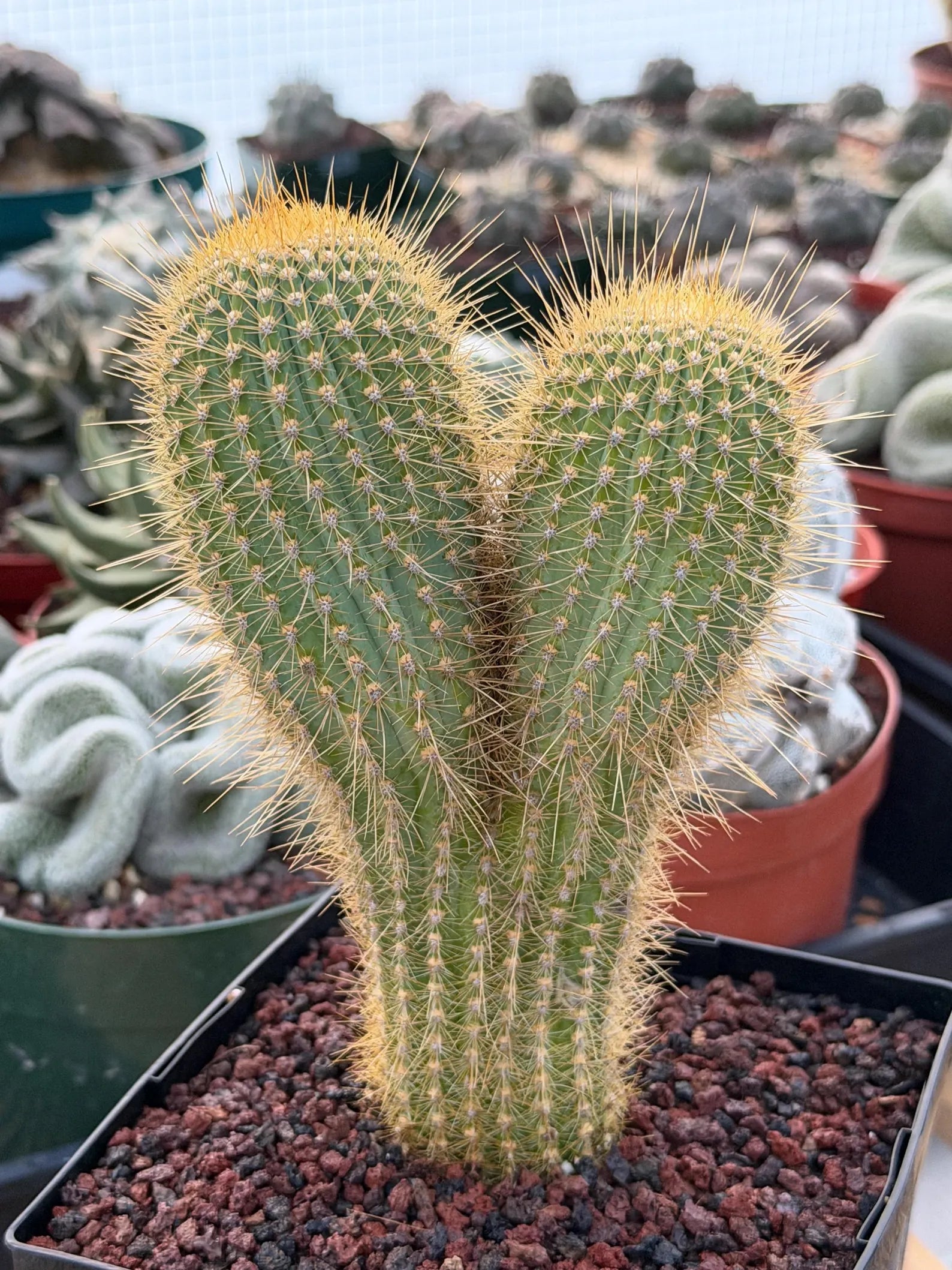 Rare Micranthocereus Cactus – Live Columnar Specimen | Collector's Plant