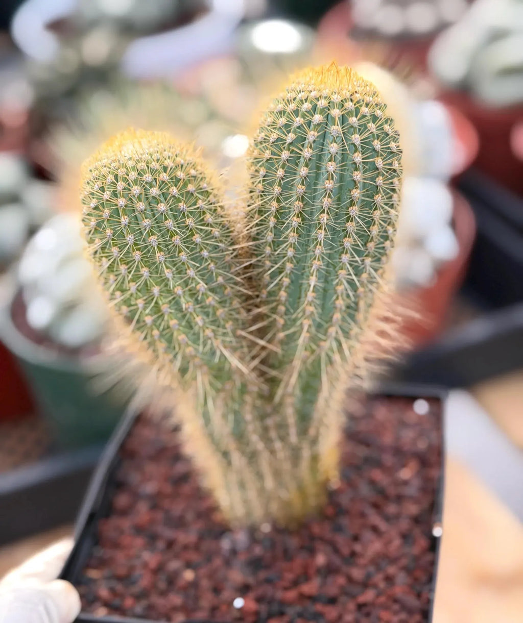 Rare Micranthocereus Cactus – Live Columnar Specimen | Collector's Plant