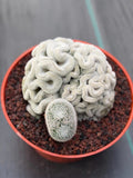 Mammillaria Perbella Crested | Rare Specimen Cactus | 8" Live Plant