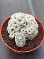 Mammillaria Perbella Crested | Rare Specimen Cactus | 8" Live Plant