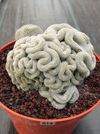 Mammillaria Perbella Crested | Rare Specimen Cactus | 8" Live Plant