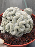 Mammillaria Perbella Crested | Rare Specimen Cactus | 8" Live Plant