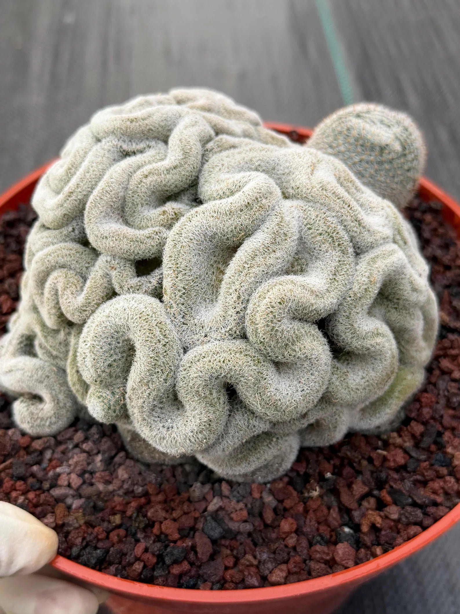 Mammillaria Perbella Crested | Rare Specimen Cactus | 8" Live Plant