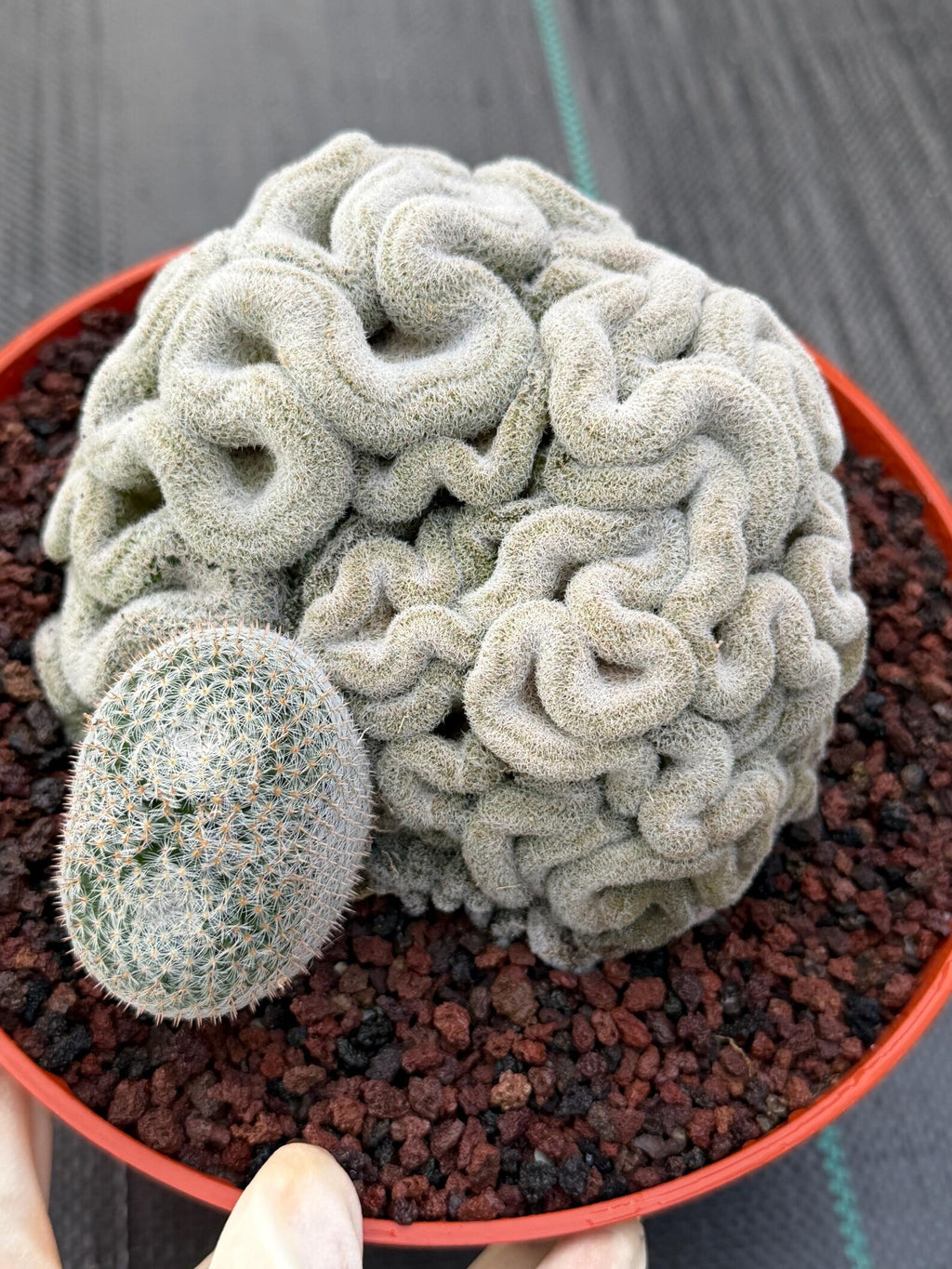 Mammillaria Perbella Crested | Rare Specimen Cactus | 8" Live Plant