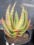Aloe Marlothii Rare Live Succulent – Exact Collector Plant #156