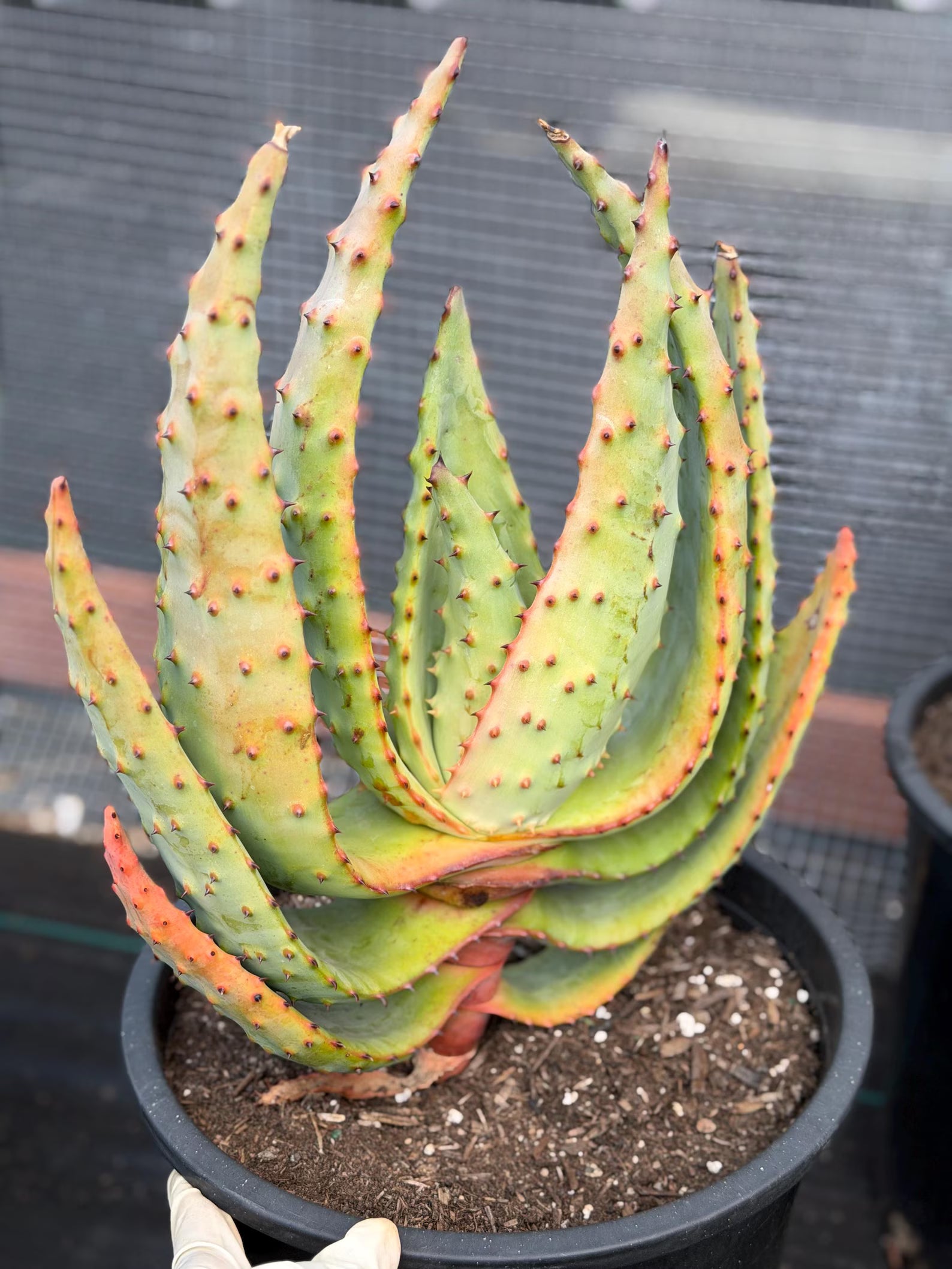 Aloe Marlothii Rare Live Succulent – Exact Collector Plant #156