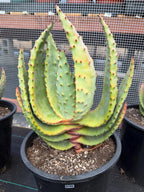 Aloe Marlothii Rare Live Succulent – Exact Collector Plant #156