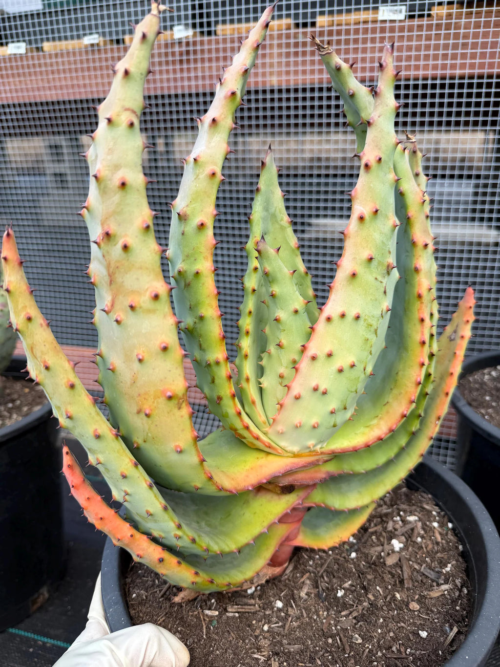 Aloe Marlothii Rare Live Succulent – Exact Collector Plant #156