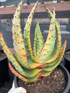 Aloe Marlothii Rare Live Succulent – Exact Collector Plant #156