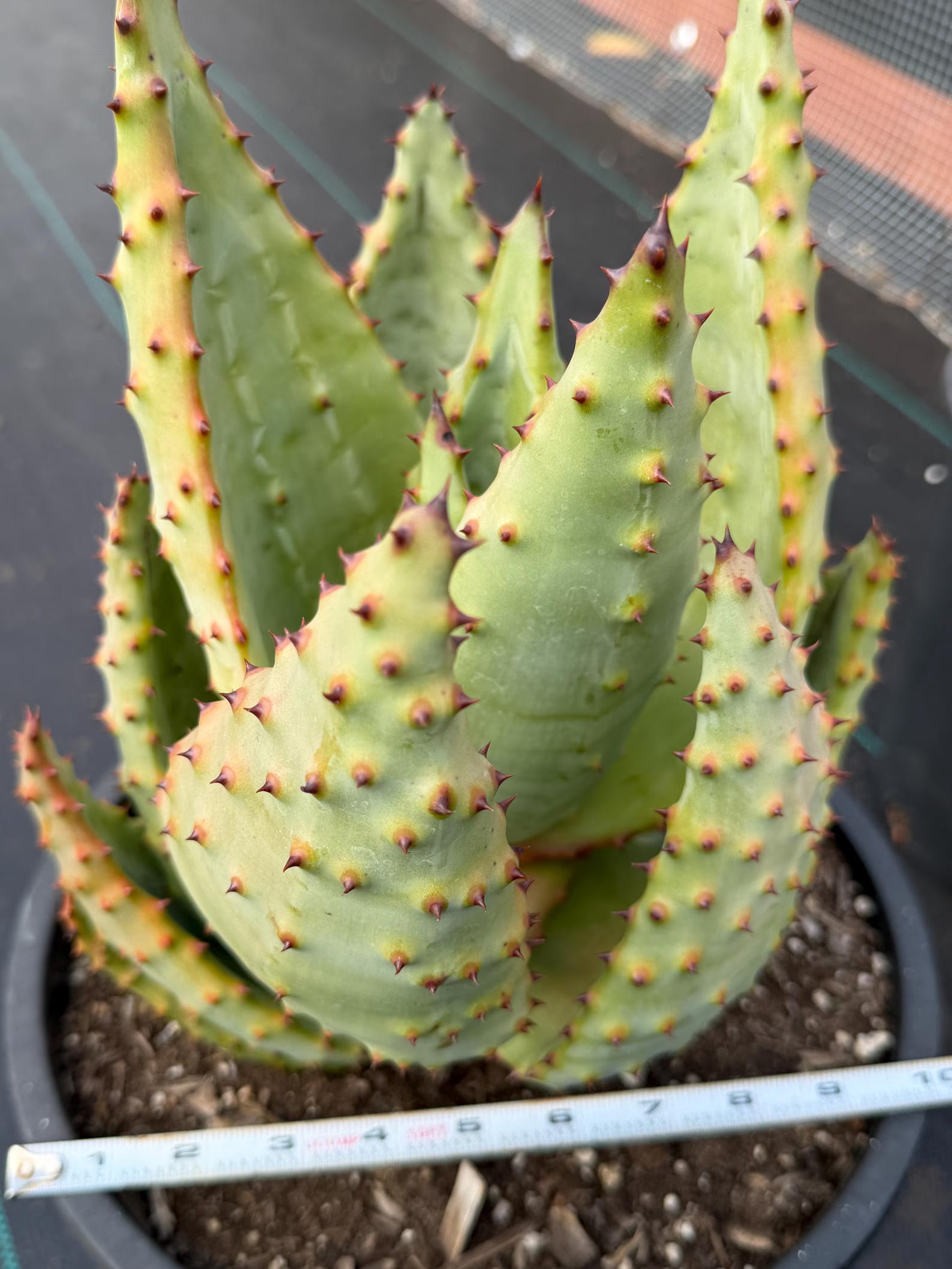 Aloe Marlothii Rosette Form | Rare Live Collector Succulent #155