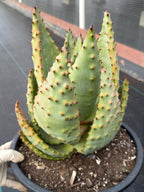 Aloe Marlothii Rosette Form | Rare Live Collector Succulent #155