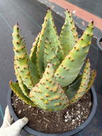 Aloe Marlothii Rosette Form | Rare Live Collector Succulent #155