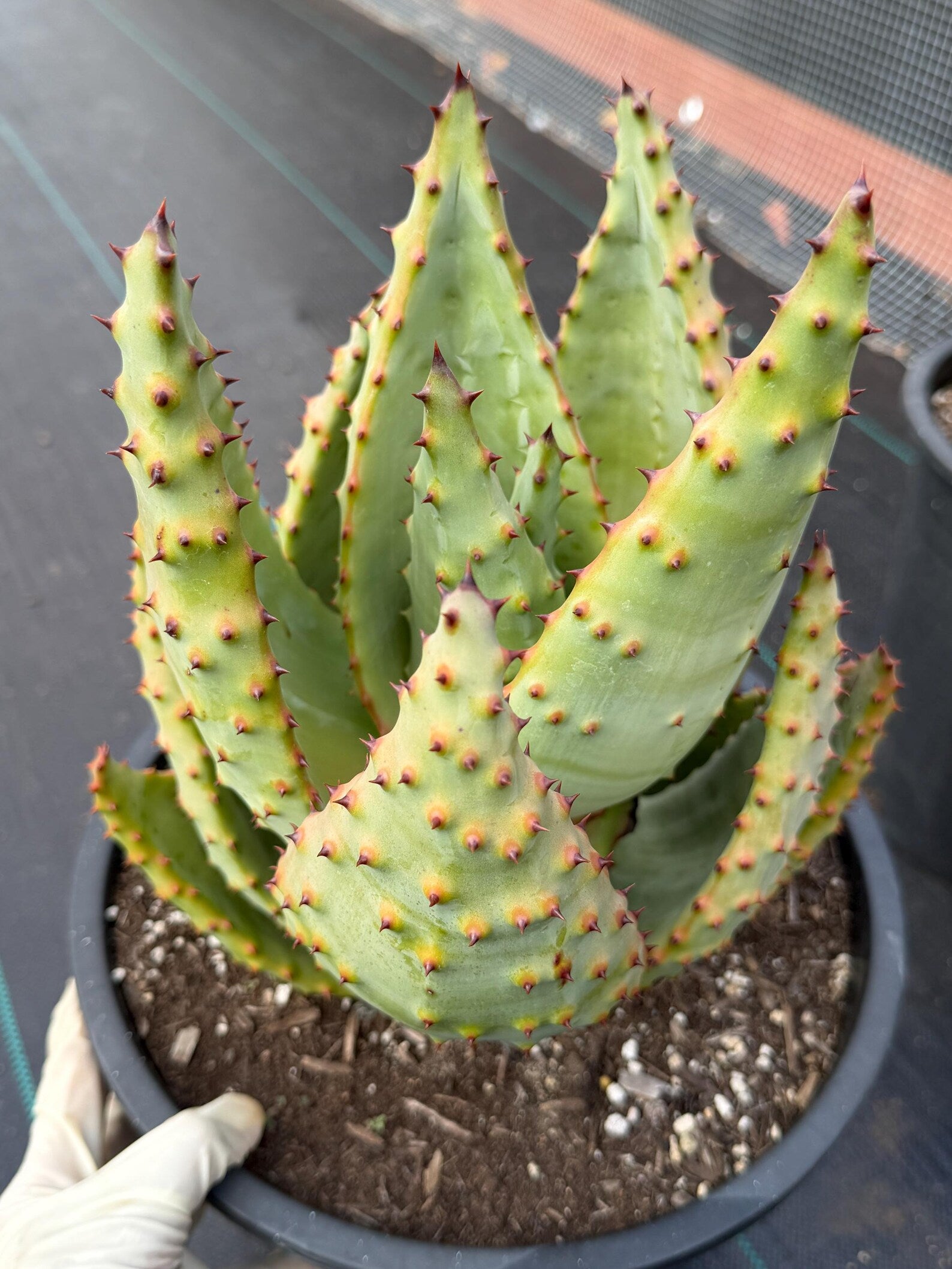Aloe Marlothii Rosette Form | Rare Live Collector Succulent #155