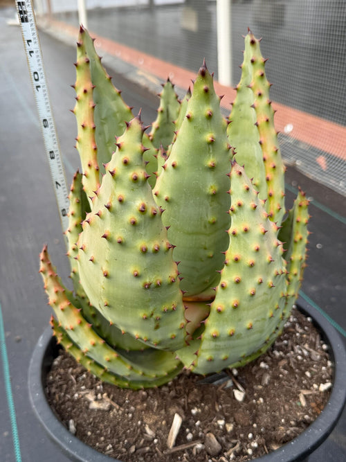 Aloe Marlothii Rosette Form | Rare Live Collector Succulent #155