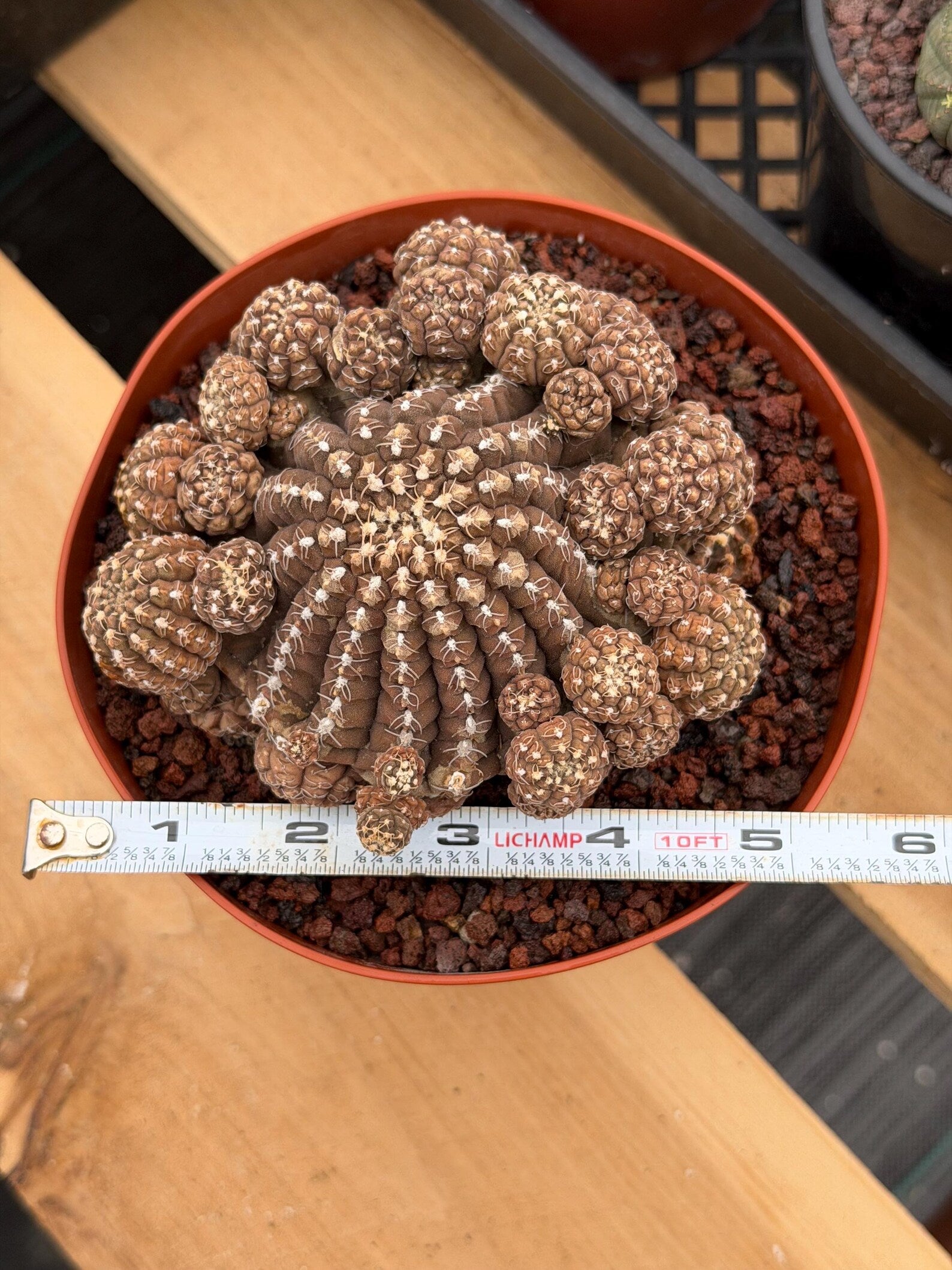 Gymnocalycium Ragonesei Cluster | Rare Live Collector Cactus #278