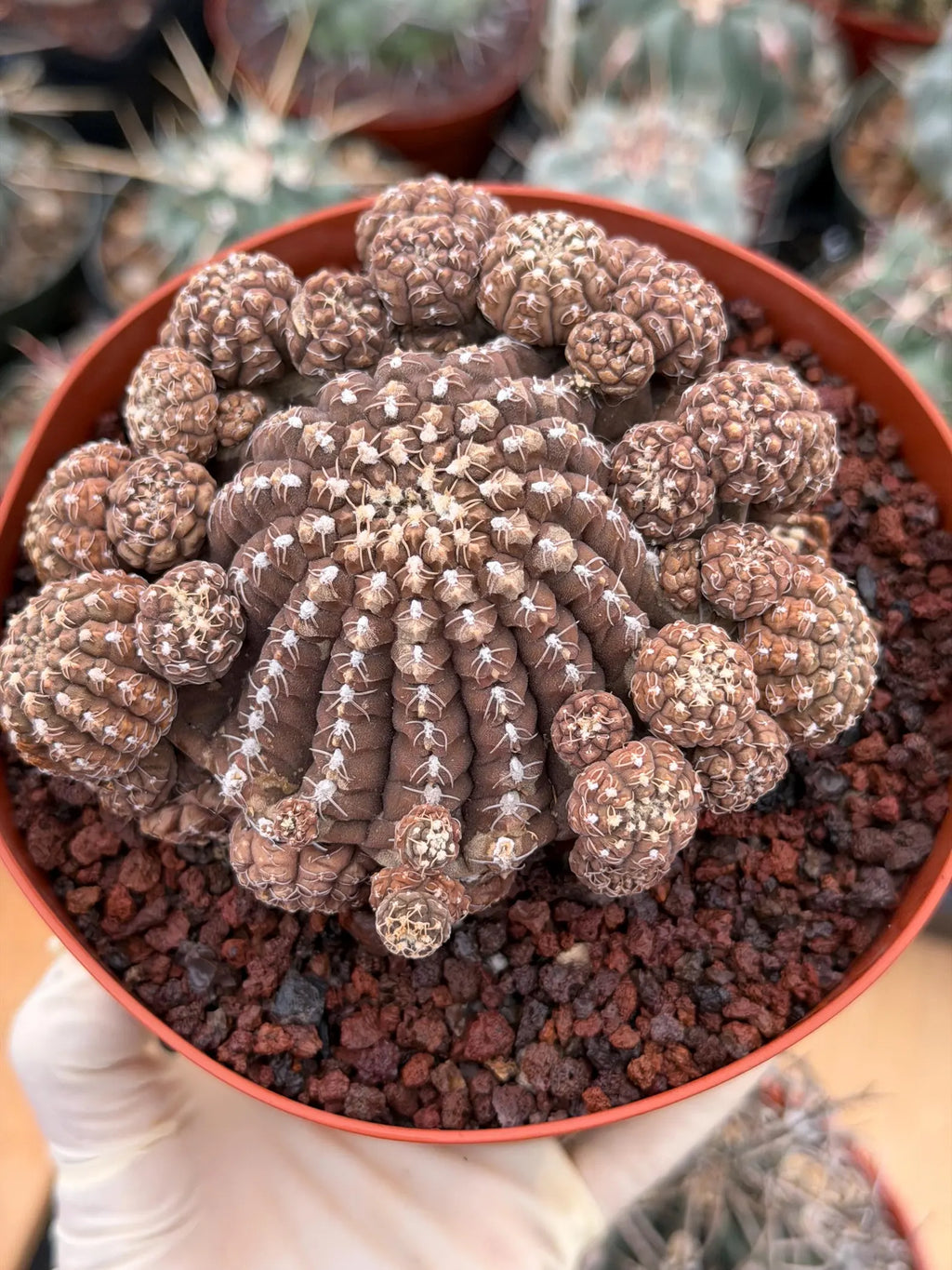 Gymnocalycium Ragonesei Cluster | Rare Live Collector Cactus #278