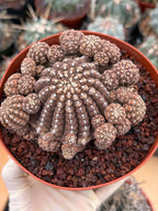 Gymnocalycium Ragonesei Cluster | Rare Live Collector Cactus #278