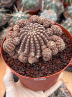 Gymnocalycium Ragonesei Cluster | Rare Live Collector Cactus #278