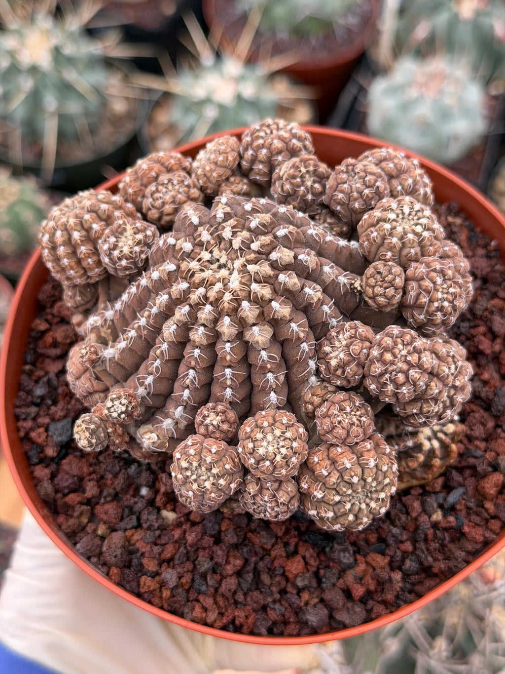 Gymnocalycium Ragonesei Cluster | Rare Live Collector Cactus #278