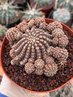 Gymnocalycium Ragonesei Cluster | Rare Live Collector Cactus #278
