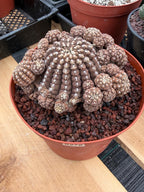 Gymnocalycium Ragonesei Cluster | Rare Live Collector Cactus #278