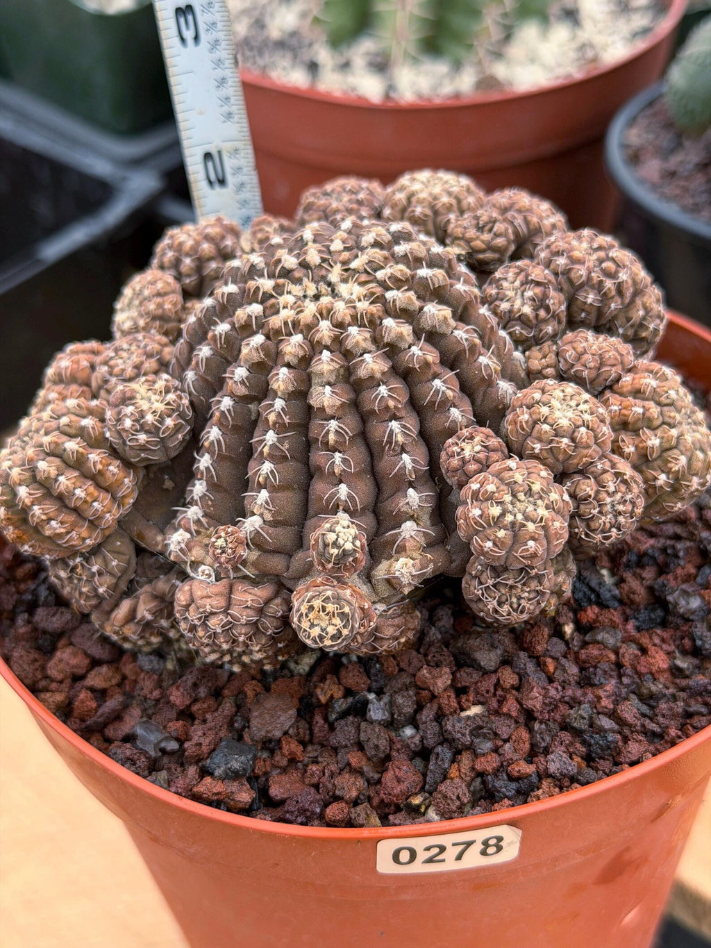 Gymnocalycium Ragonesei Cluster | Rare Live Collector Cactus #278